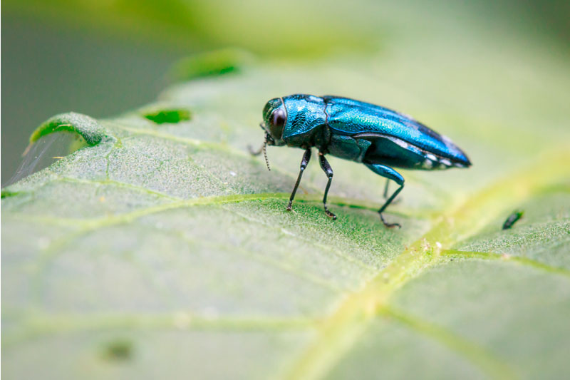 ash borer treatment ash borer treatment