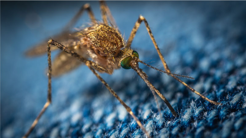 mosquito repellent mosquito repellent