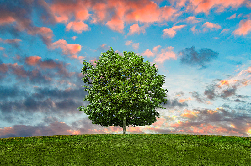 tree treatments tree treatments